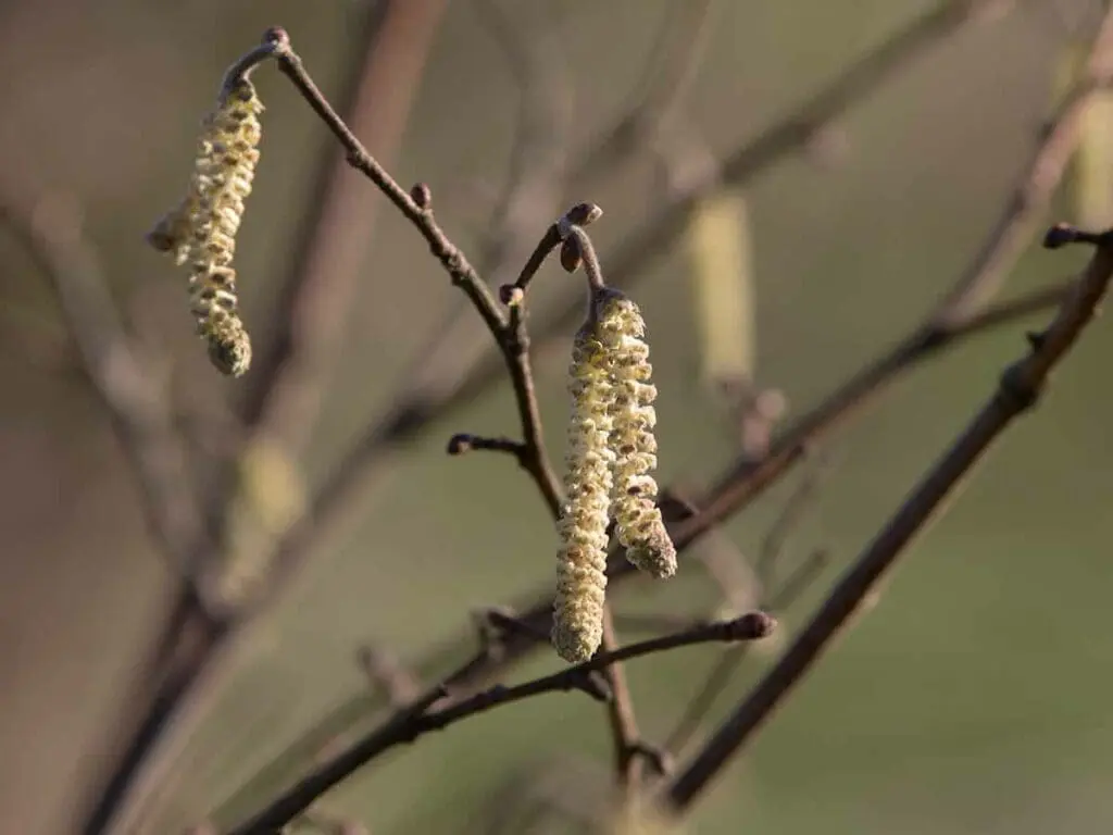 Male hazel catkins