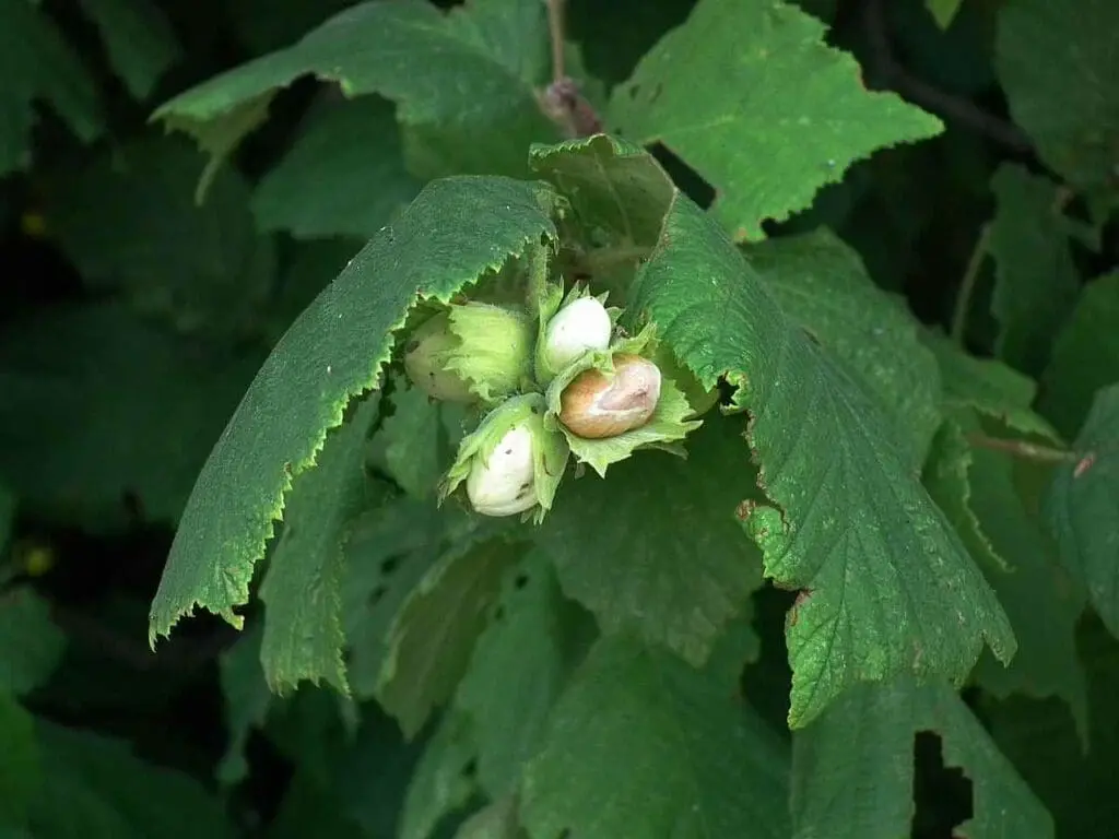 Hazelnuts on a tree