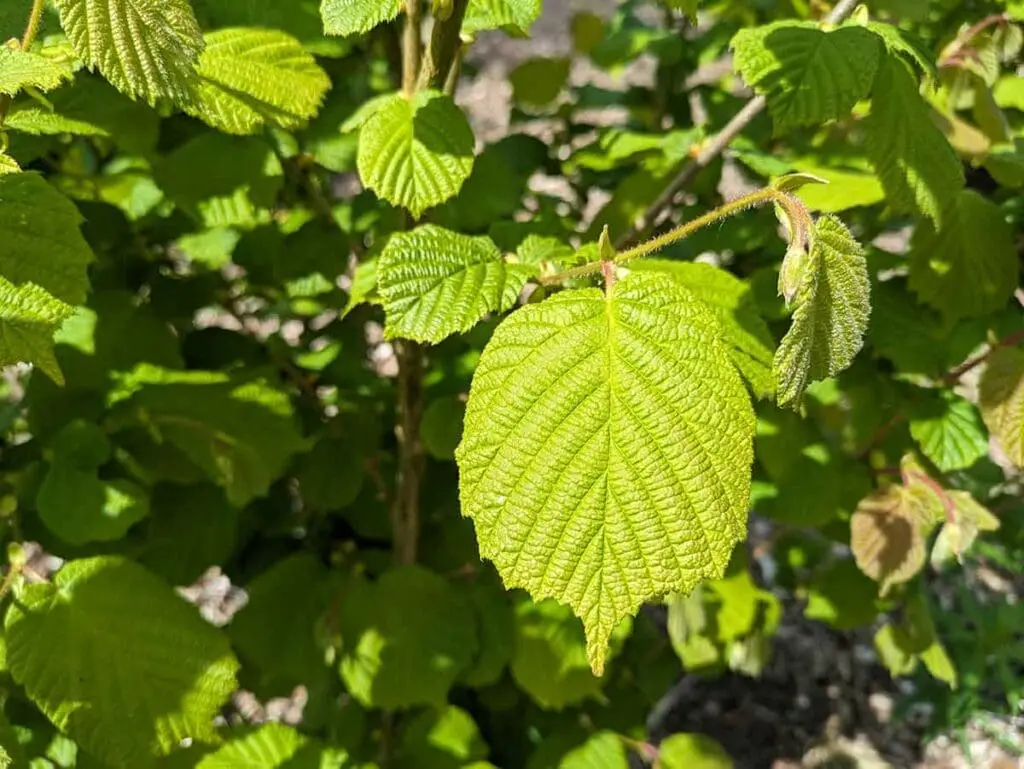Young hazel leaves in spring