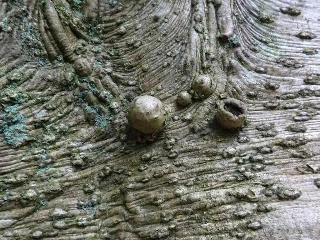 Old Holly bark