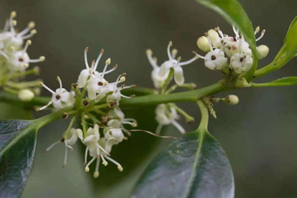 Holly flowers