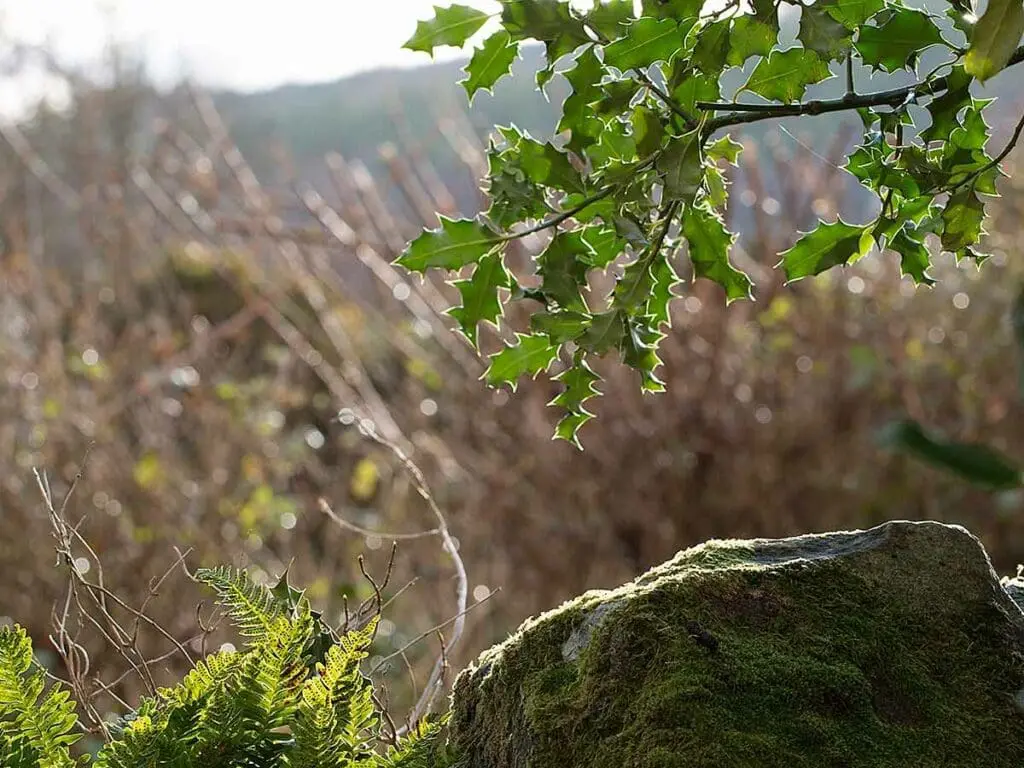Holly leaves above a rock