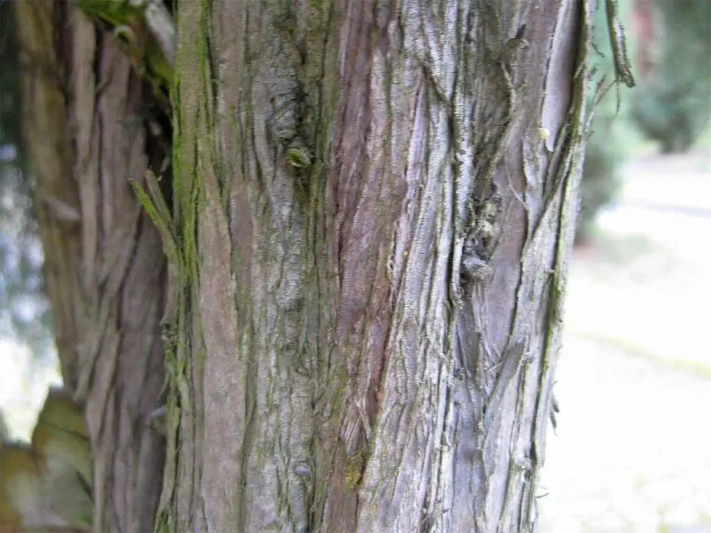 Juniper bark