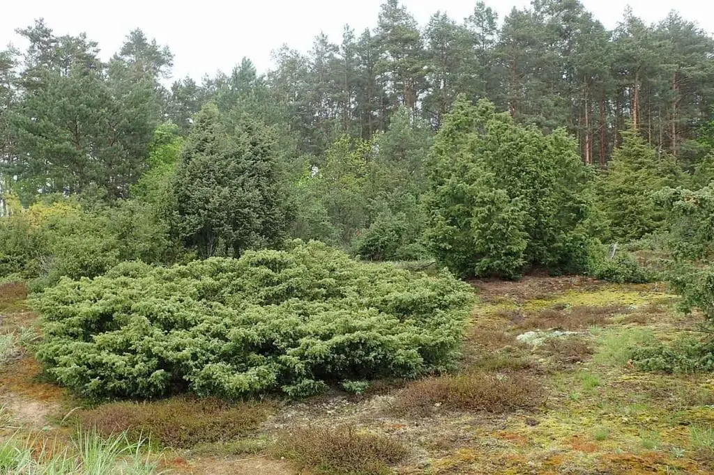Juniper growing on heathland