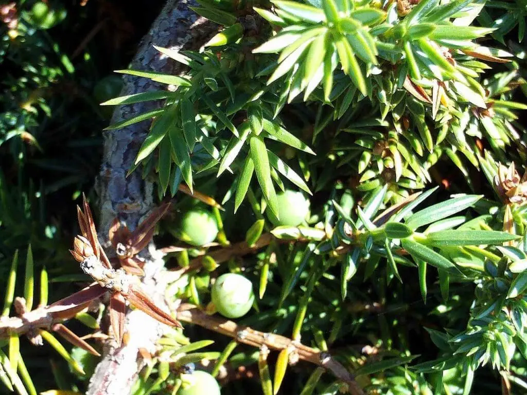 Juniper leaves