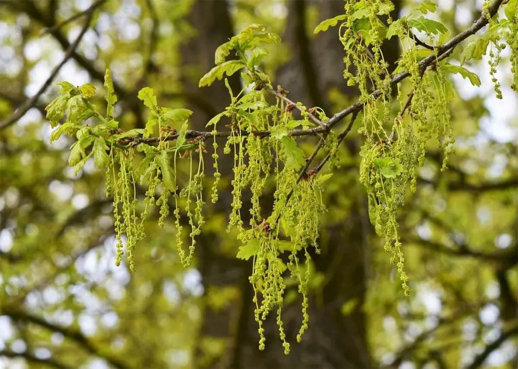 Pedunculate oak male flowers