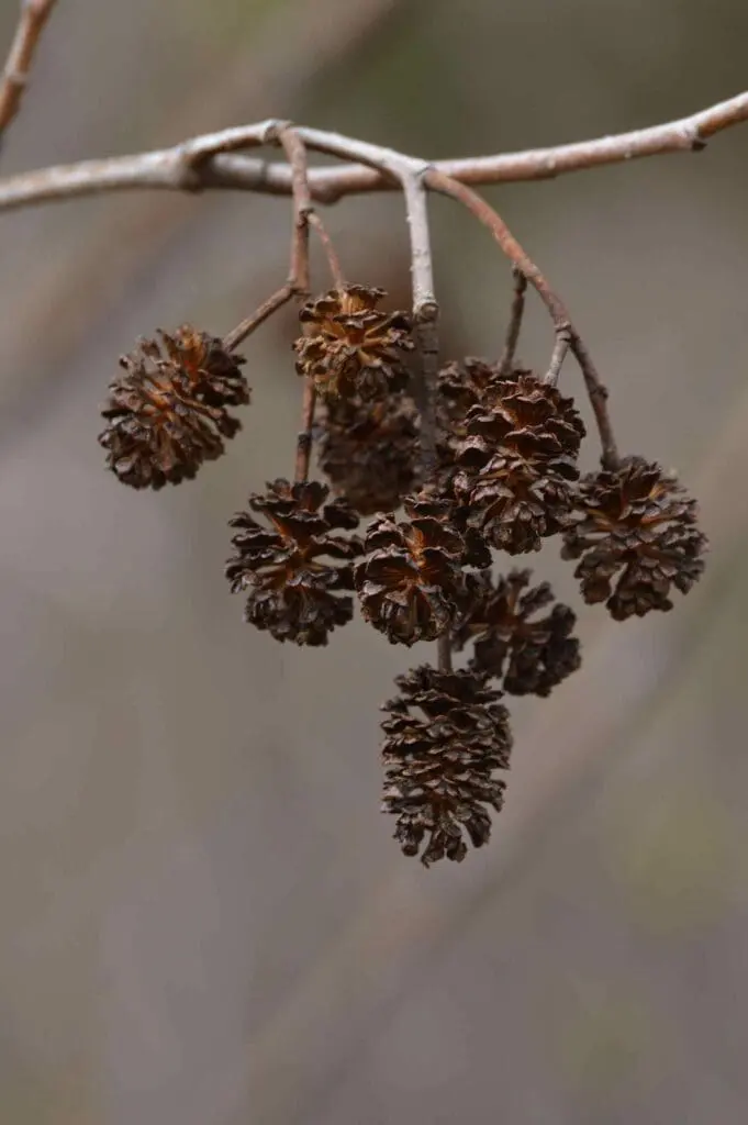Ripe alder cones
