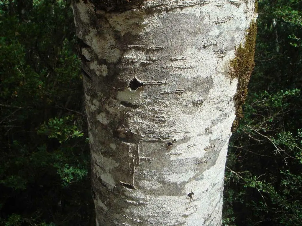 Rowan bark