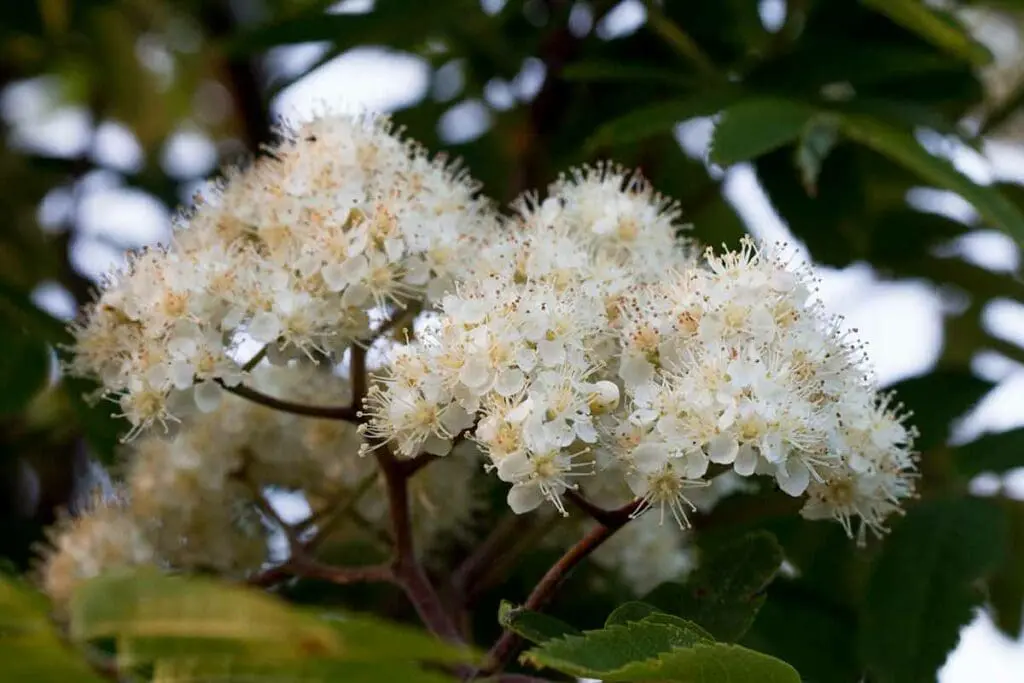 Rowan flowers