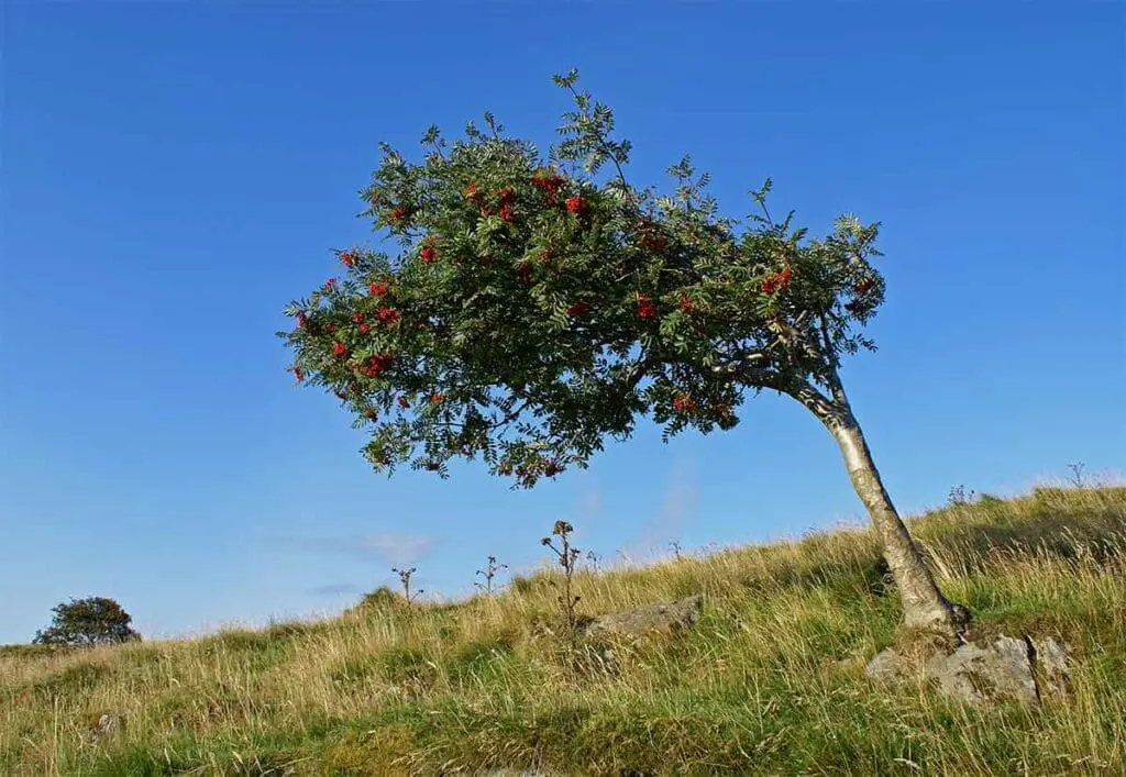 A windswept rowan tree growing at altitude