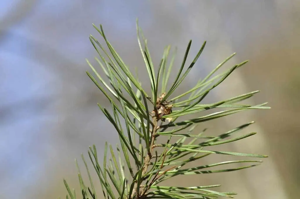 Scots pine needles