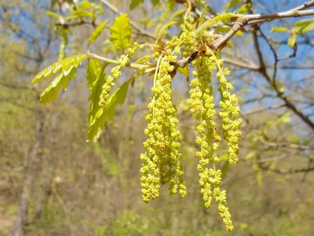 Sessile Oak male flowers