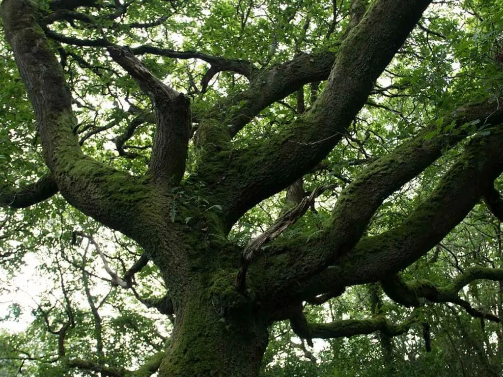 A large, old sessile oak tree covered in mosses and ferns