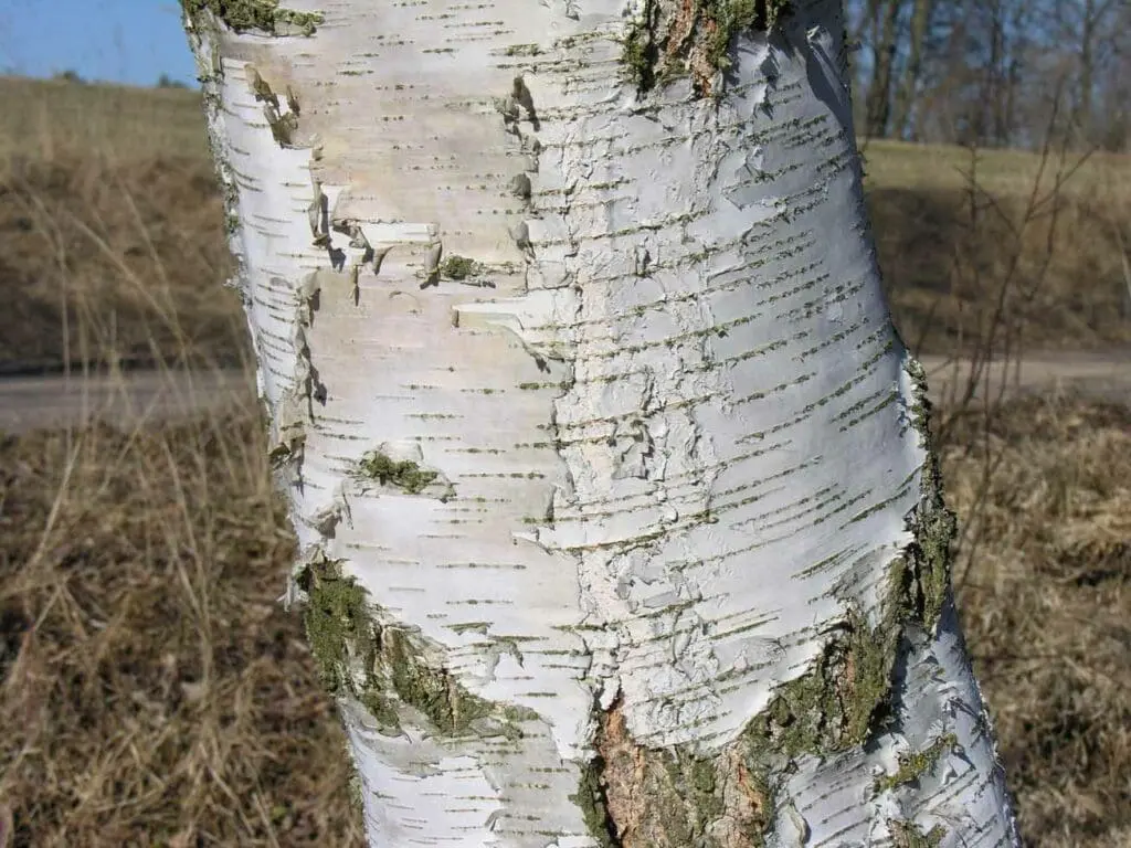 Silver birch bark