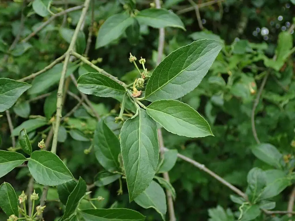 Spindle leaves