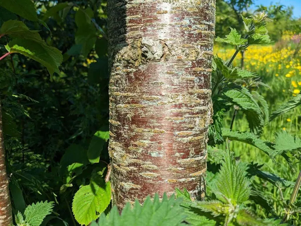 Wild cherry bark