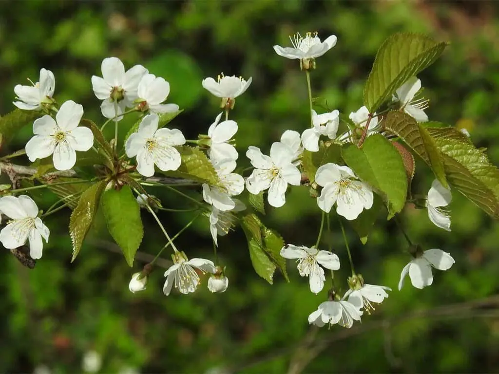 Wild cherry flowers in spring sunshine