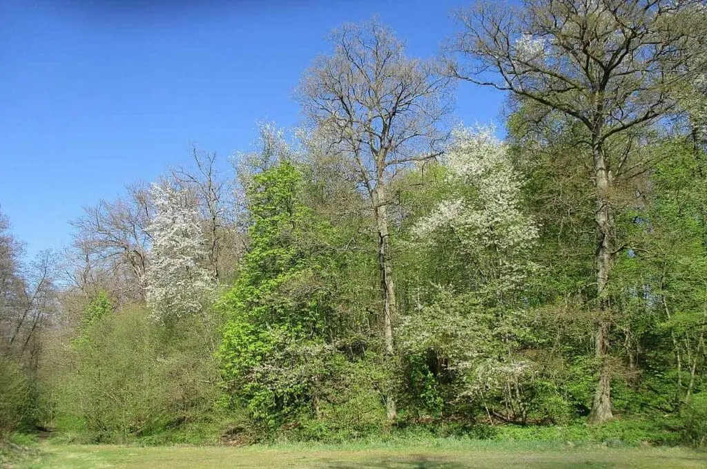 Woodland edge wild cherry trees