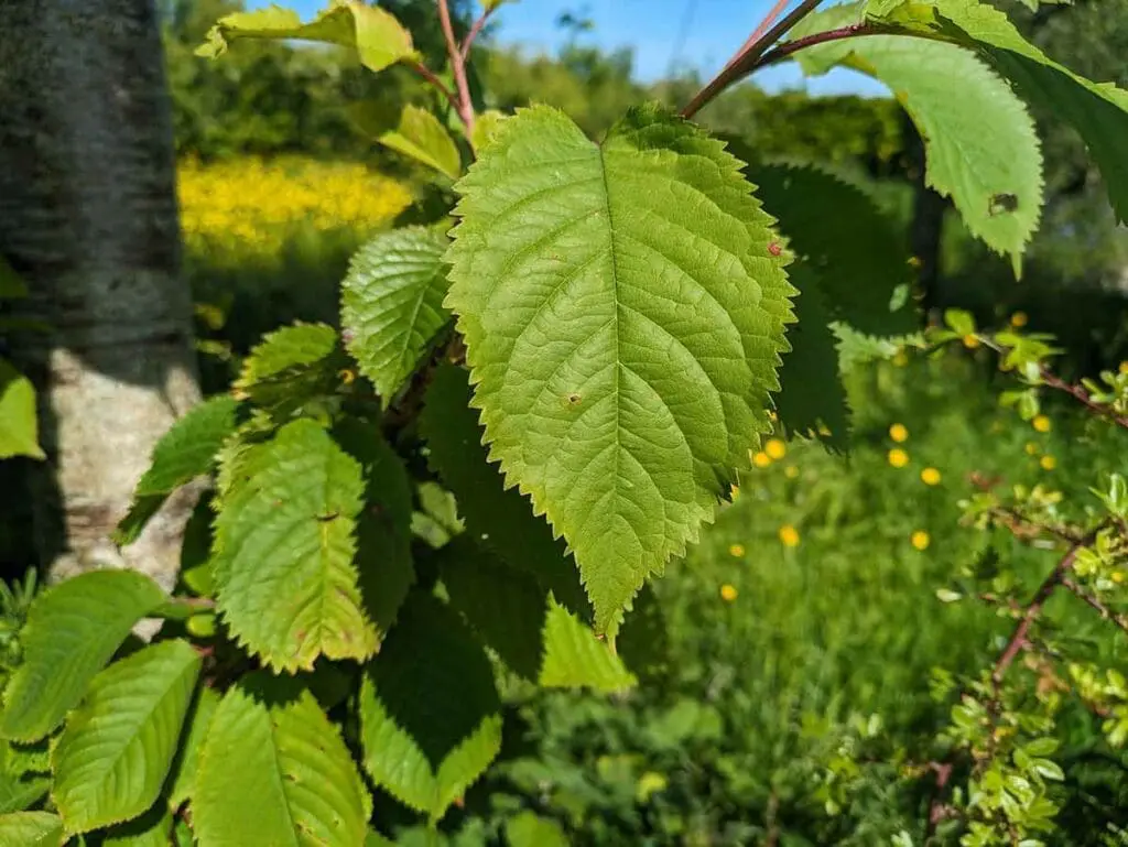 Wild cherry leaves