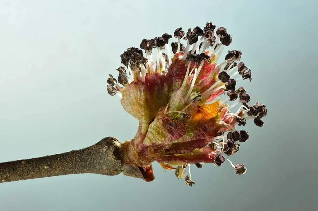Wych elm flowers