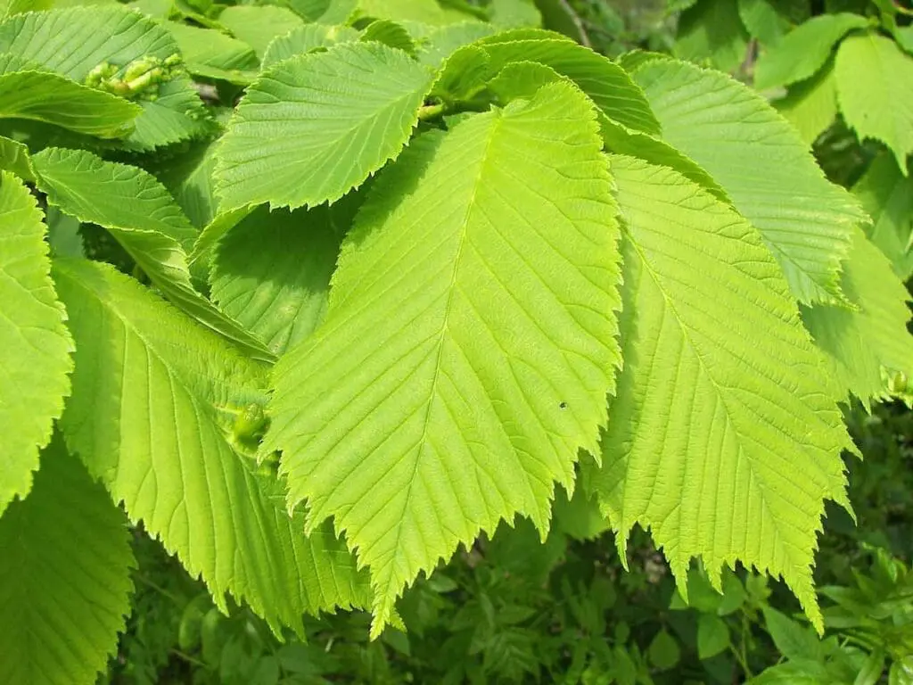 Wych elm leaves