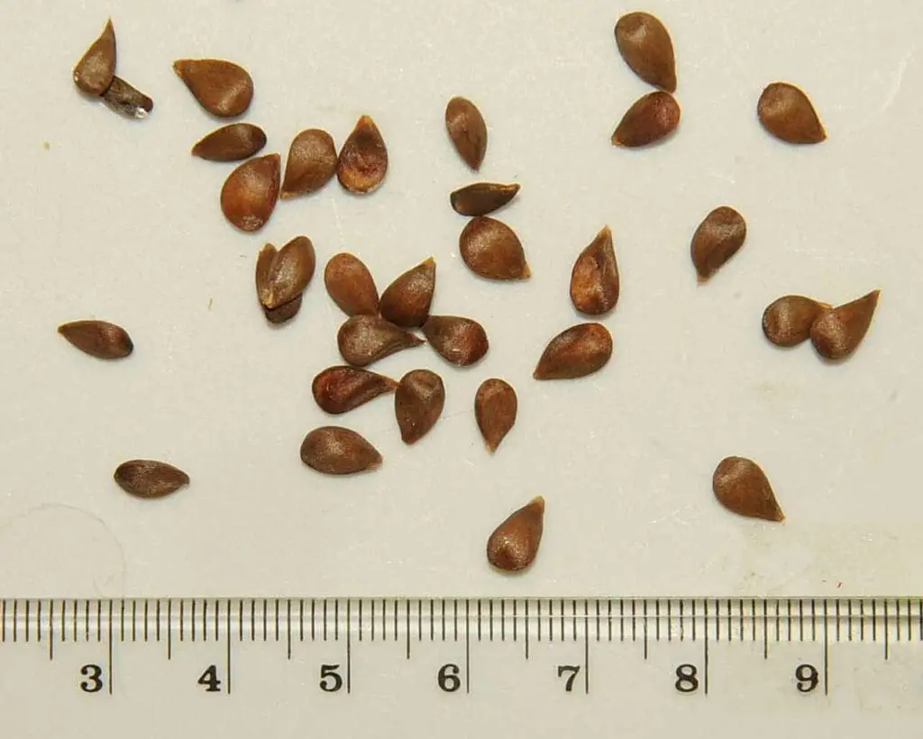 Extracted crab apple seeds