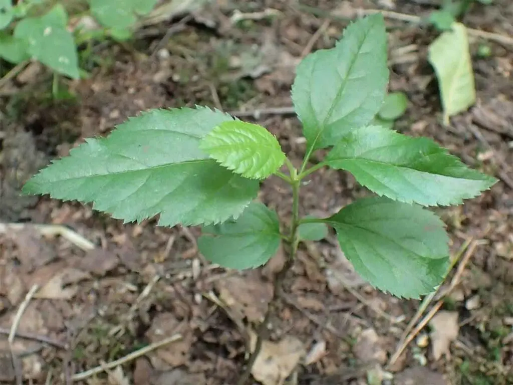 Crab apple seedling