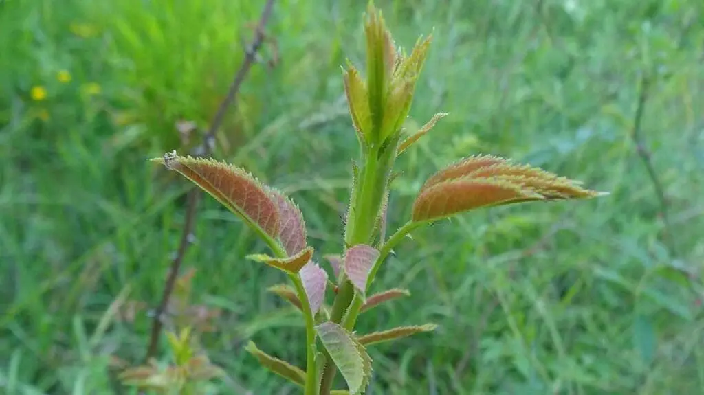 A vigorous shoot on a young dog rose