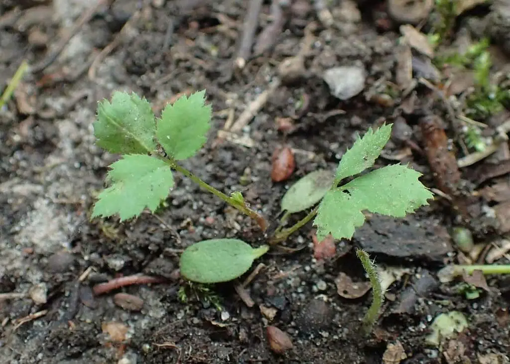 Dog rose seedling