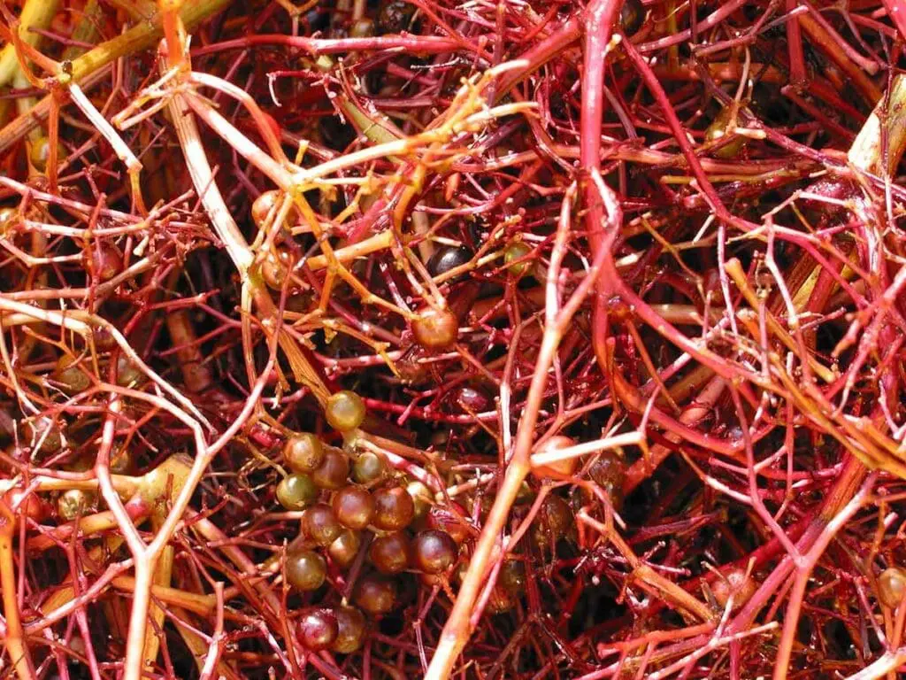 The 'leftovers' after extracting elder seed