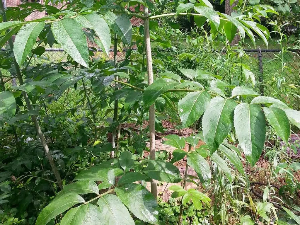 Bi-lo stores, CC BY-SA 3.0 <https://creativecommons.org/licenses/by-sa/3.0>, via Wikimedia Commons A young elder sapling