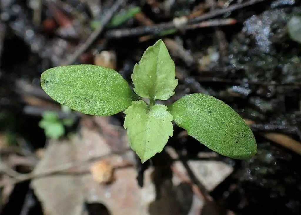 Krzysztof Ziarnek, Kenraiz, CC BY-SA 4.0 <https://creativecommons.org/licenses/by-sa/4.0>, via Wikimedia Commons Elder seedling