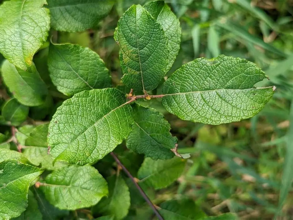 A young goat willow sapling