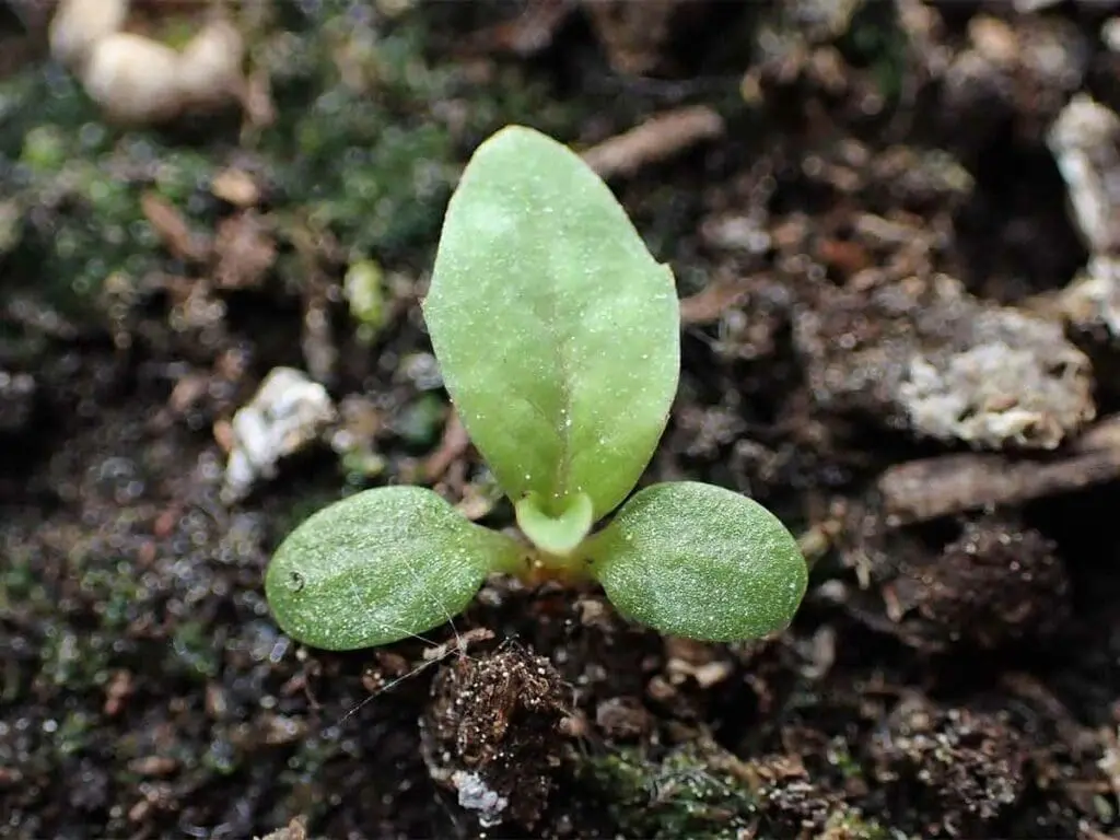 Goat willow seedling