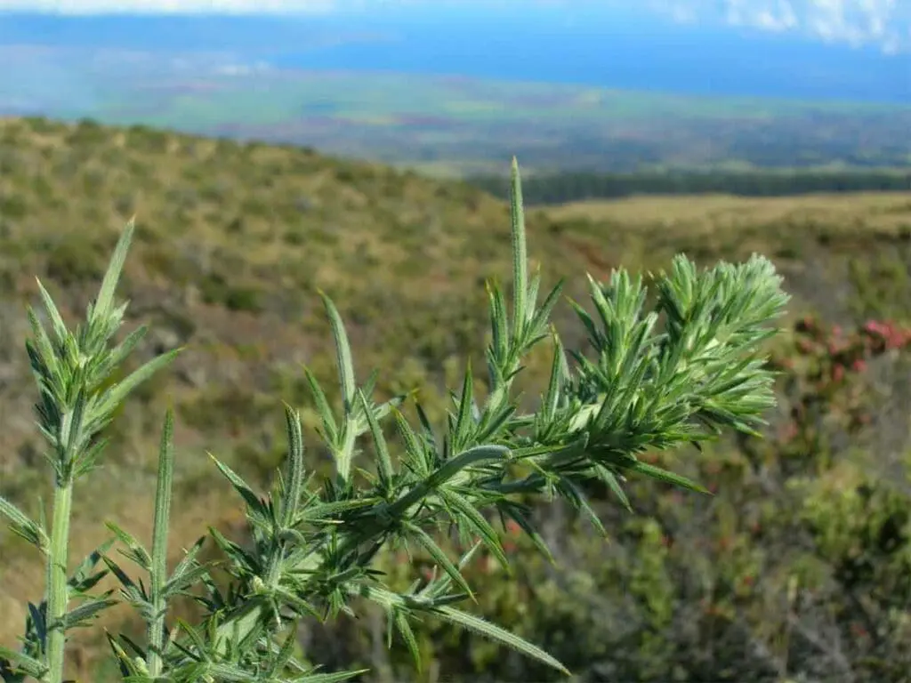A young gorse growing on a hillside