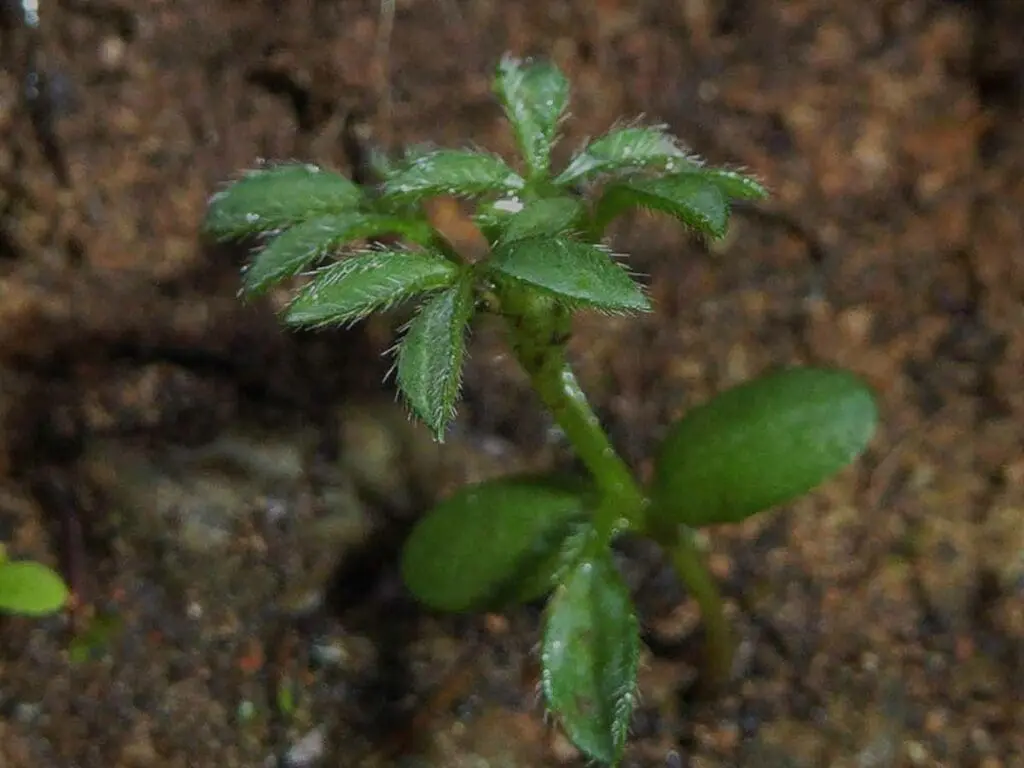 Gorse seedling