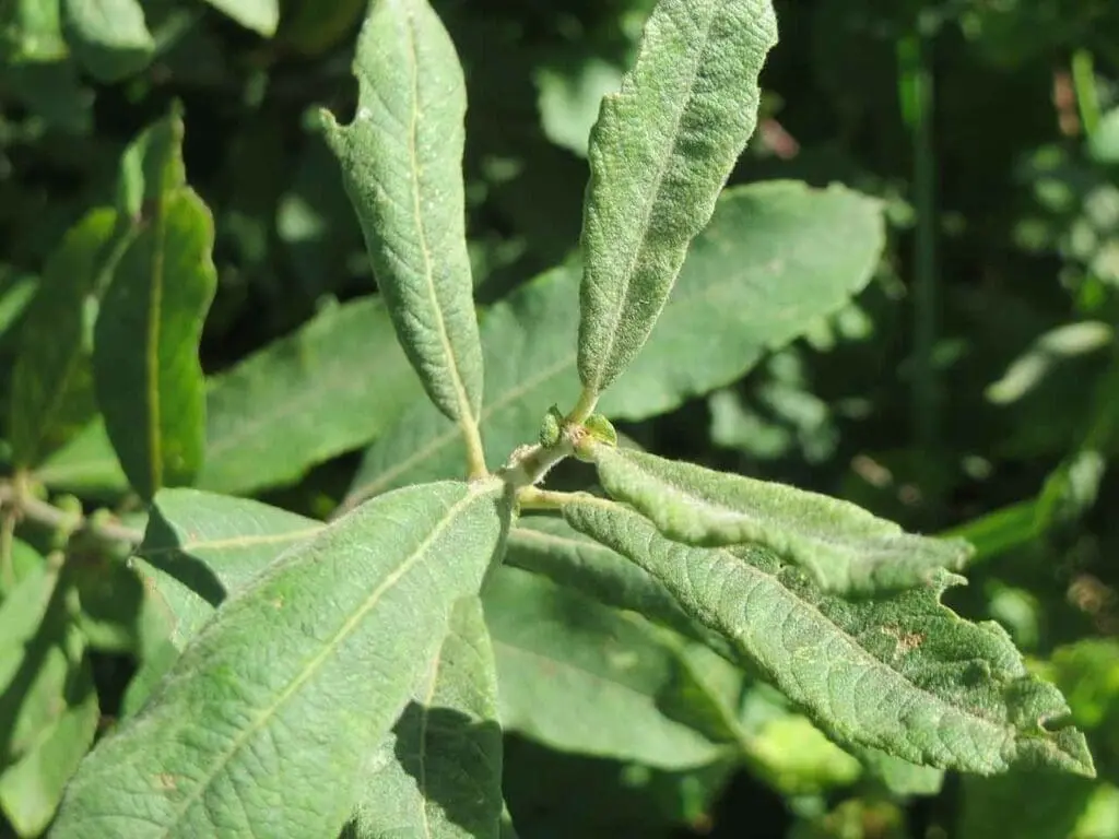 A young grey willow sapling