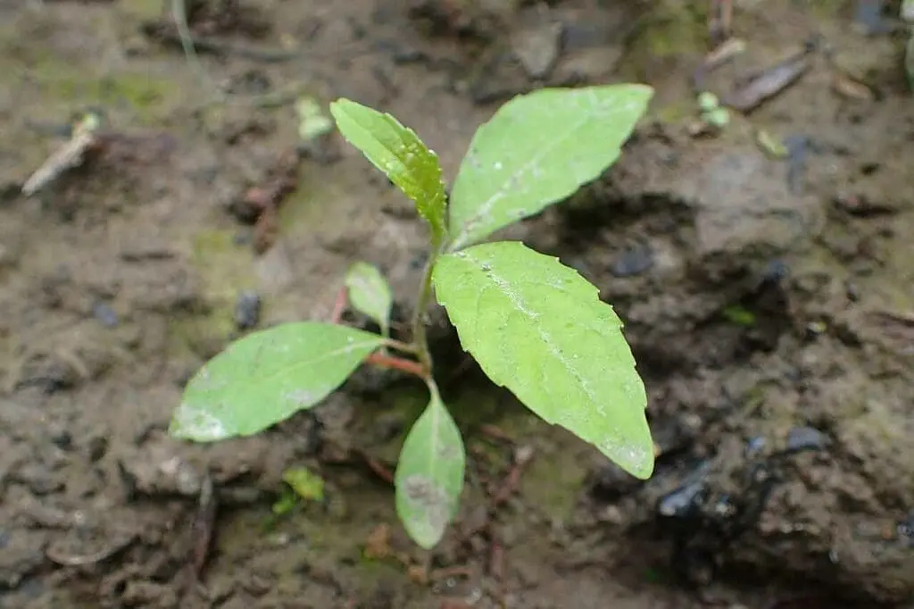Grey willow seedling