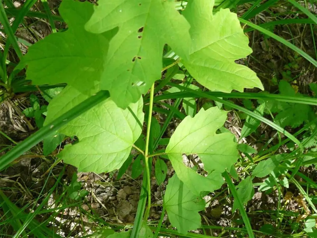 A young guelder rose sapling