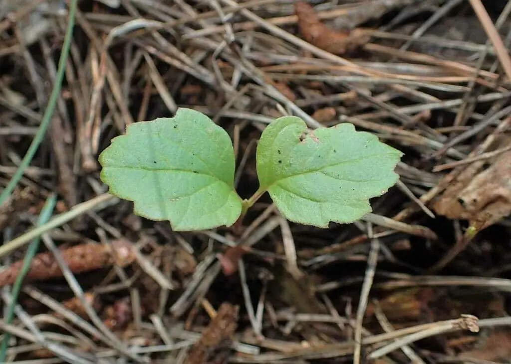 Guelder rose seedling