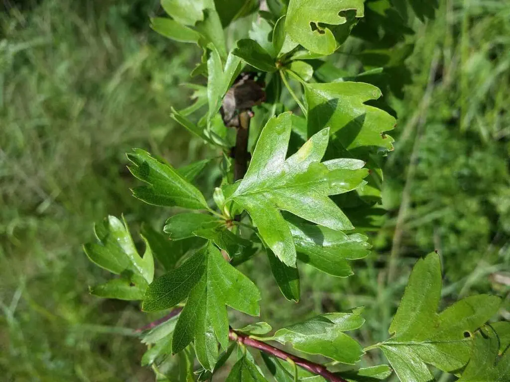Stefan.lefnaer, CC BY-SA 4.0 <https://creativecommons.org/licenses/by-sa/4.0>, via Wikimedia Commons A hawthorn sapling