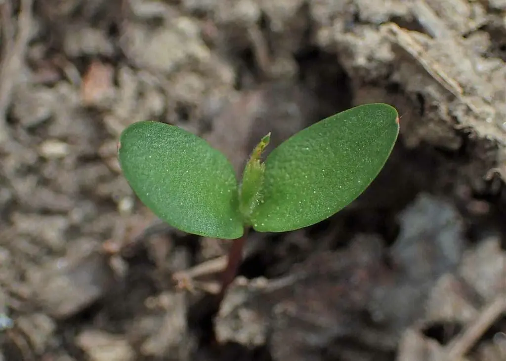Krzysztof Ziarnek, Kenraiz, CC BY-SA 4.0 <https://creativecommons.org/licenses/by-sa/4.0>, via Wikimedia Commons Hawthorn seedling