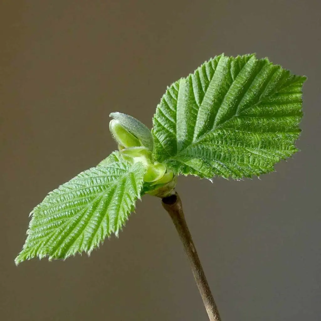Hladac, CC BY-SA 4.0 <https://creativecommons.org/licenses/by-sa/4.0>, via Wikimedia Commons A young hazel sapling