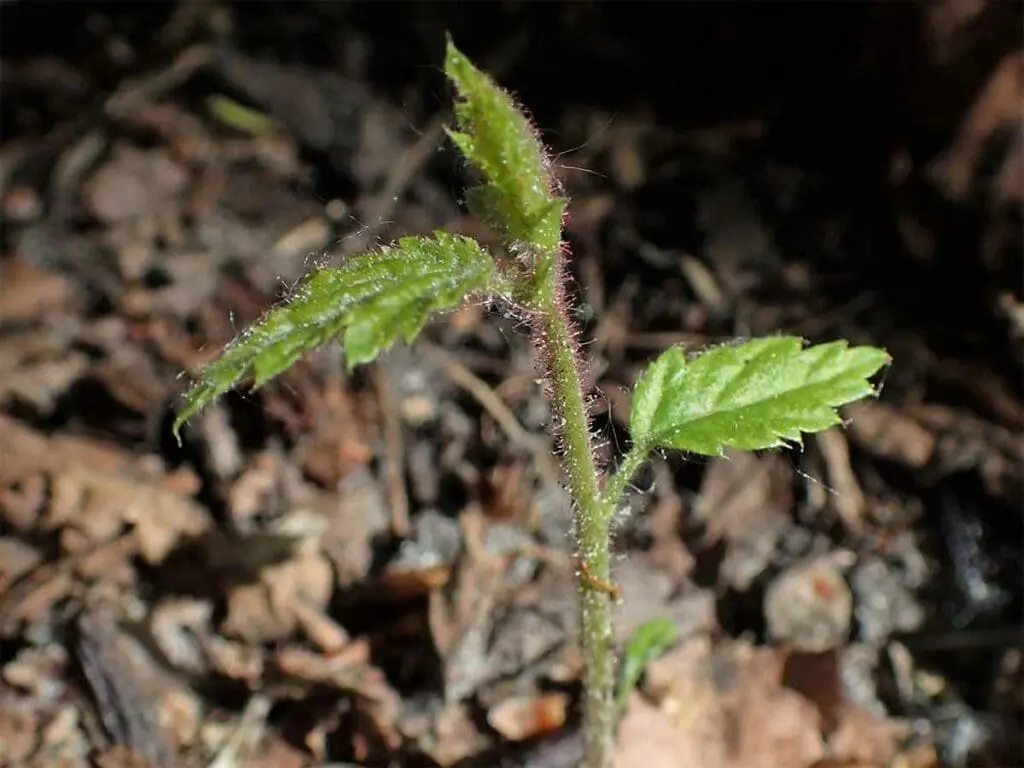 Krzysztof Ziarnek, Kenraiz, CC BY-SA 4.0 <https://creativecommons.org/licenses/by-sa/4.0>, via Wikimedia Commons Hazel seedling
