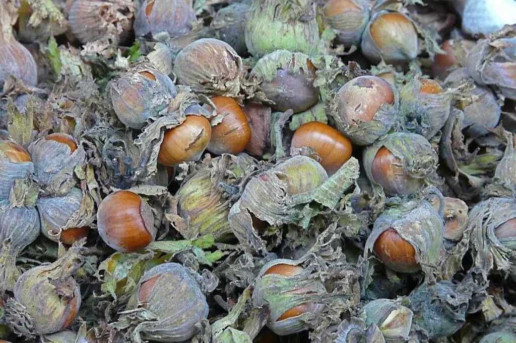 Rita Willaert from 9890 Gavere, Belgium, CC BY 2.0 <https://creativecommons.org/licenses/by/2.0>, via Wikimedia Commons Hazelnuts after collection