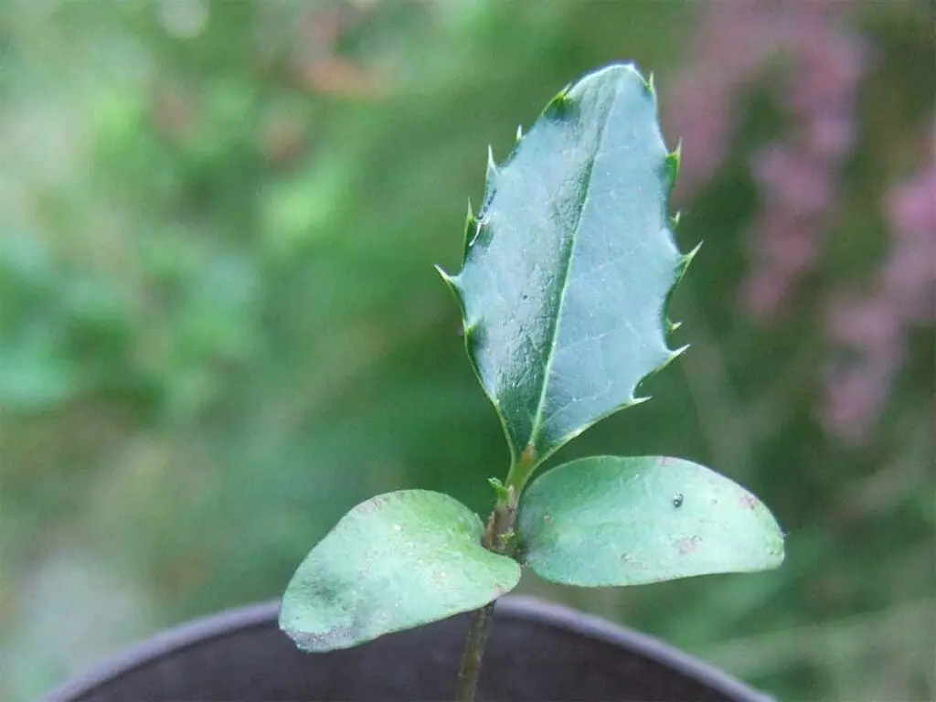 Holly seedling