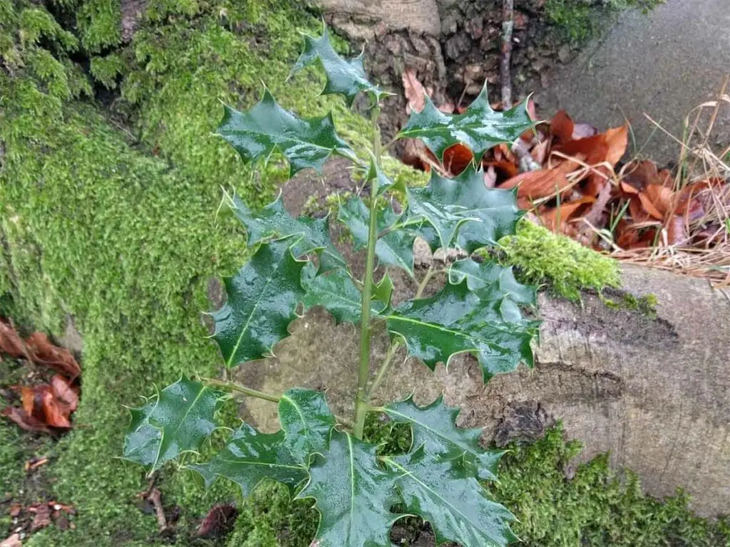 A young holly sapling