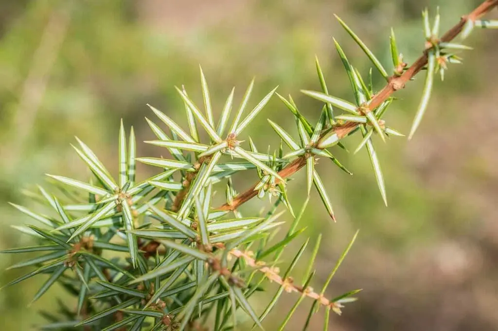 A young juniper plant