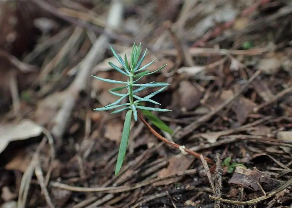 Juniper seedling