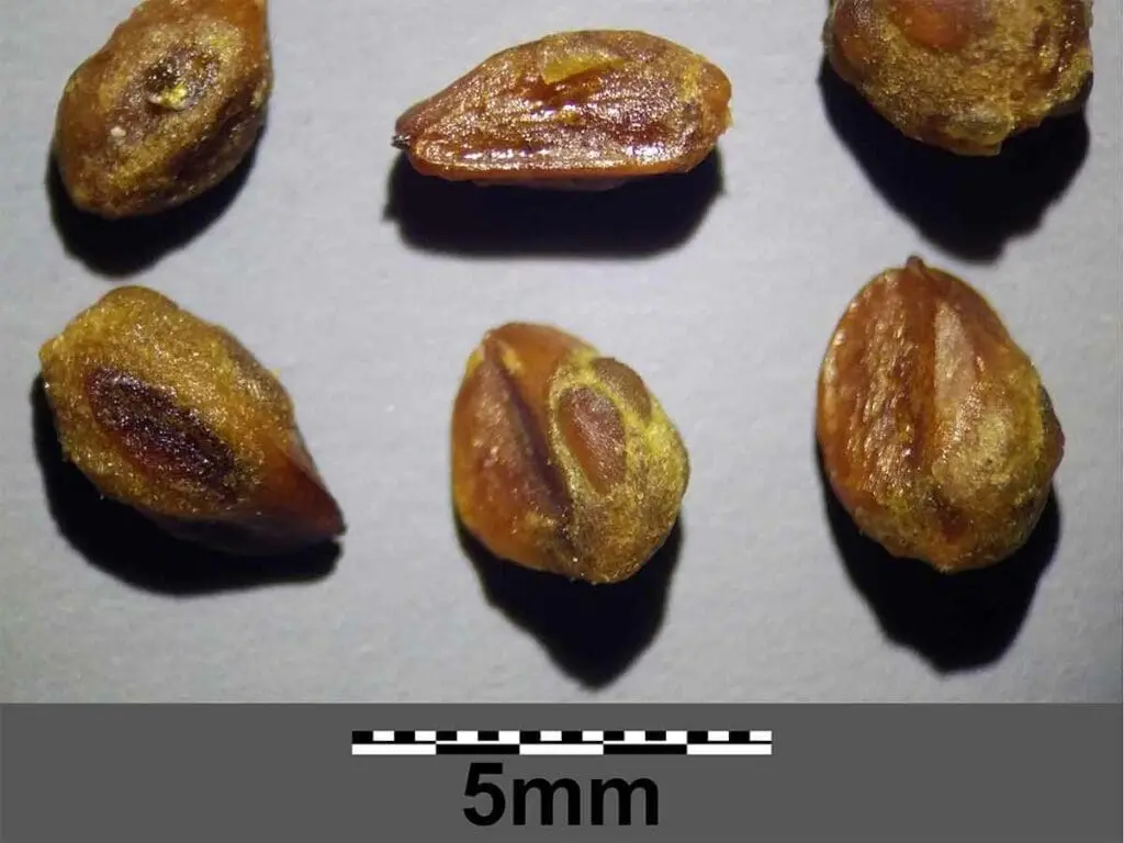 Juniper seeds